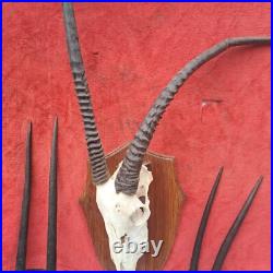 Taxidermie, grand trophée oryx extrêmement RARE anomalie d'une corne