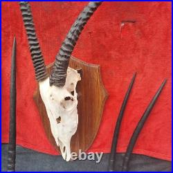 Taxidermie, grand trophée oryx extrêmement RARE anomalie d'une corne
