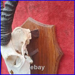 Taxidermie, grand trophée oryx extrêmement RARE anomalie d'une corne