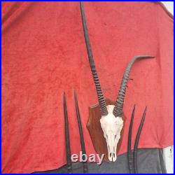 Taxidermie, grand trophée oryx extrêmement RARE anomalie d'une corne