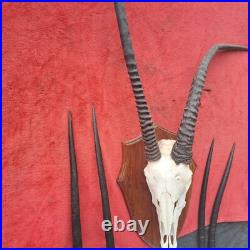 Taxidermie, grand trophée oryx extrêmement RARE anomalie d'une corne