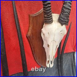 Taxidermie, grand trophée oryx extrêmement RARE anomalie d'une corne