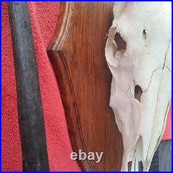 Taxidermie, grand trophée oryx extrêmement RARE anomalie d'une corne