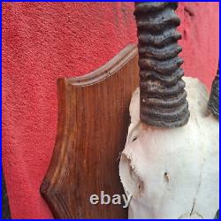Taxidermie, grand trophée oryx extrêmement RARE anomalie d'une corne