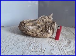 Taxidermie huitre géante double Ostrea crassissima fossile + de 10 lb