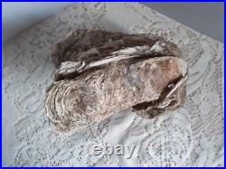 Taxidermie huitre géante double Ostrea crassissima fossile + de 10 lb