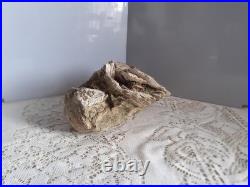 Taxidermie huitre géante double Ostrea crassissima fossile + de 10 lb