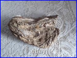 Taxidermie huitre géante double Ostrea crassissima fossile + de 10 lb