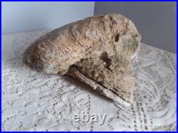 Taxidermie huitre géante double Ostrea crassissima fossile + de 10 lb