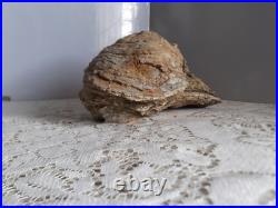 Taxidermie huitre géante double Ostrea crassissima fossile + de 10 lb