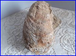 Taxidermie huitre géante double Ostrea crassissima fossile + de 10 lb