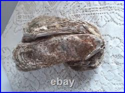 Taxidermie huitre géante double Ostrea crassissima fossile + de 10 lb