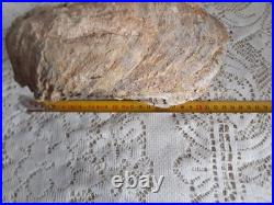 Taxidermie huitre géante double Ostrea crassissima fossile + de 10 lb