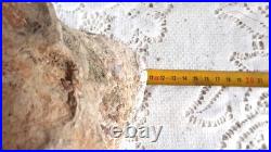 Taxidermie huitre géante double Ostrea crassissima fossile + de 10 lb