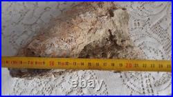 Taxidermie huitre géante double Ostrea crassissima fossile + de 10 lb