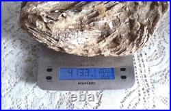 Taxidermie huitre géante double Ostrea crassissima fossile + de 10 lb