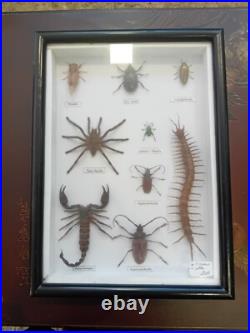 Taxidermie insectes