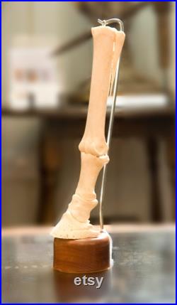 Taxidermie, jambe articulée de chevaux avec os amovibles