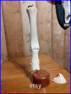 Taxidermie, jambe articulée de chevaux avec os amovibles