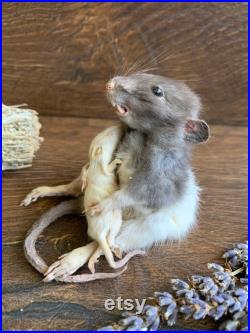 Taxidermie lyophilisée Maman Rat et Bébé