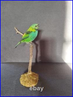 Taxidermie oiseau Naturalisé