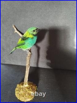 Taxidermie oiseau Naturalisé