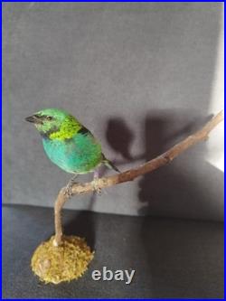 Taxidermie oiseau Naturalisé