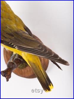 Taxidermie oiseau ORIOLE Real Bird Oriole empaillé 7
