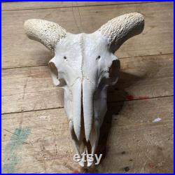 Taxidermie peinte à la main de crâne de mouton avec la corne noire, beau crâne décoratif Oddity Curio