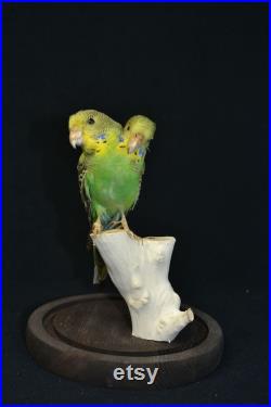 Taxidermie perruche verte budgerigar monté pour la vente décoration maison affichage bon cadeau d anniversaire collectables gratuit PandP À travers le monde