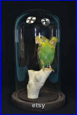 Taxidermie perruche verte budgerigar monté pour la vente décoration maison affichage bon cadeau d anniversaire collectables gratuit PandP À travers le monde