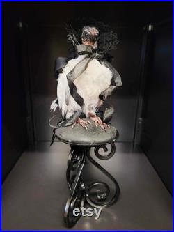 Taxidermie pigeonneau