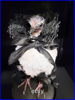 Taxidermie pigeonneau