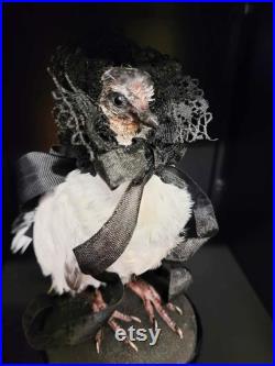 Taxidermie pigeonneau