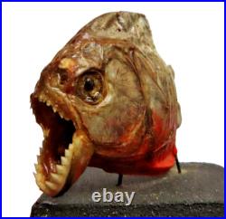 Taxidermie poisson piranha disséqué AMAZONES