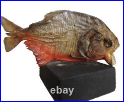 Taxidermie poisson piranha disséqué AMAZONES