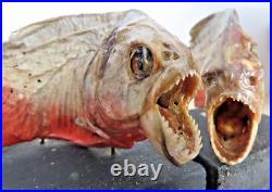 Taxidermie poisson piranha disséqué AMAZONES