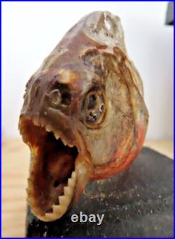 Taxidermie poisson piranha disséqué AMAZONES