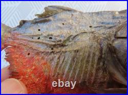 Taxidermie poisson piranha disséqué AMAZONES