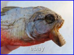 Taxidermie poisson piranha disséqué AMAZONES