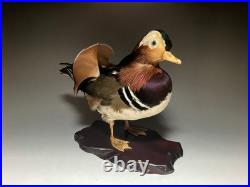 Taxidermie pour animaux en peluche, oiseau aquatique, oiseaux du bord de l'eau