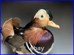 Taxidermie pour animaux en peluche, oiseau aquatique, oiseaux du bord de l'eau
