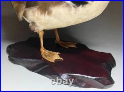 Taxidermie pour animaux en peluche, oiseau aquatique, oiseaux du bord de l'eau
