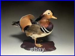 Taxidermie pour animaux en peluche, oiseau aquatique, oiseaux du bord de l'eau