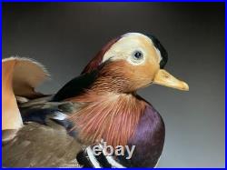 Taxidermie pour animaux en peluche, oiseau aquatique, oiseaux du bord de l'eau