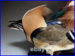 Taxidermie pour animaux en peluche, oiseau aquatique, oiseaux du bord de l'eau