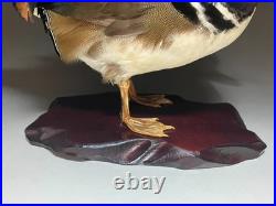 Taxidermie pour animaux en peluche, oiseau aquatique, oiseaux du bord de l'eau