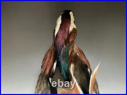 Taxidermie pour animaux en peluche, oiseau aquatique, oiseaux du bord de l'eau