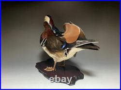 Taxidermie pour animaux en peluche, oiseau aquatique, oiseaux du bord de l'eau