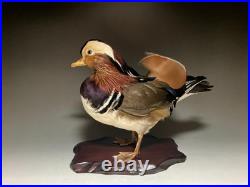 Taxidermie pour animaux en peluche, oiseau aquatique, oiseaux du bord de l'eau
